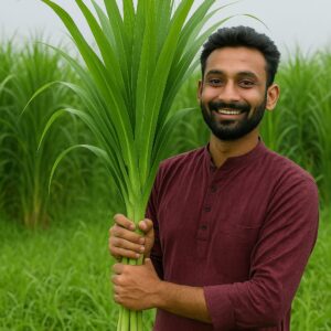 ১ কেজি স্মার্ট নেপিয়ার ঘাস বীজ দাম ৮৫০৳