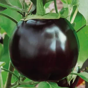 ১ প্যাকেট তাল বেগুন বীজ দাম মাত্র ৩৫০৳