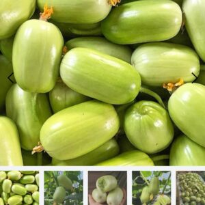 ২ প্যাকেট চায়না জেড শসা বীজ নিলে ১ প্যাকেট ফ্রি দাম মাত্র ১১০০৳