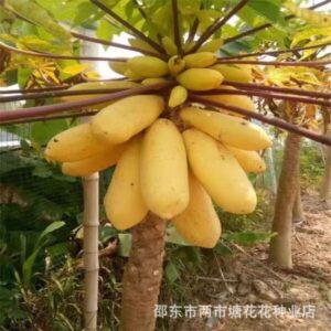 1 Packet Golden Pape Seeds Price 390