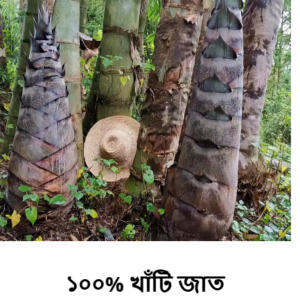 ২ প্যাকেট নিলে ২ প্যাকেট ফ্রি সাথে আধুনিক কৃষি বই 2000