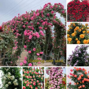 1 Packet Climbing Rose Seeds 499