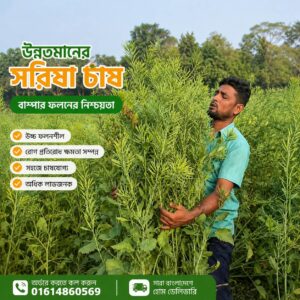 ১০০ গ্রাম সরিষা মাত্র ৪৯০৳