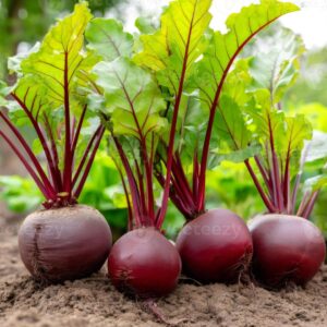 2 Packet BeetRoot Seed Price 750